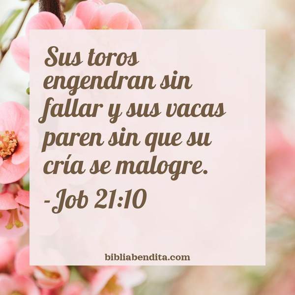 ¿Qué significa el Versículo Job 21:10?, la importancia y las lecciones que podemos aprender de este versículo de la biblia. Explicación de Verso Job 21:10 en la biblia