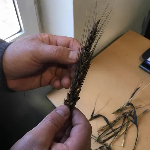 Manos sosteniendo una espiga de trigo marchita y ennegrecida afectada por el añublo.